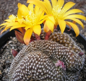 rebutia kraniziana   yellow crest