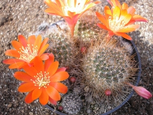 rebutia mamullosus  fr 438