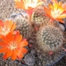 rebutia mamullosus  fr 438