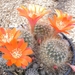 rebutia mamullosus  fr 438.  2