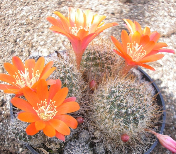 rebutia mamullosus  fr 438.  2