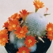 rebutia minuscula