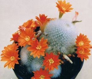 rebutia minuscula