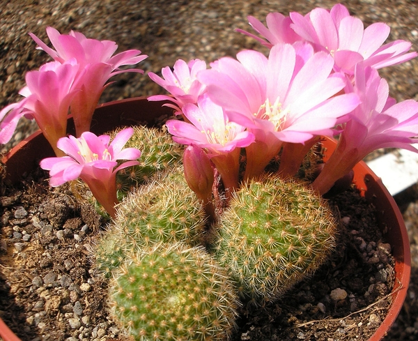 rebutia perplexa 2