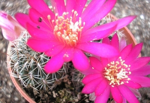 rebutia pseudodeminuta