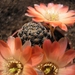 rebutia pygmaea