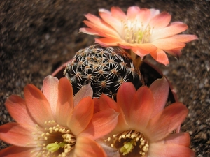 rebutia pygmaea