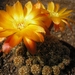 rebutia verticillacanta.v.auriflora