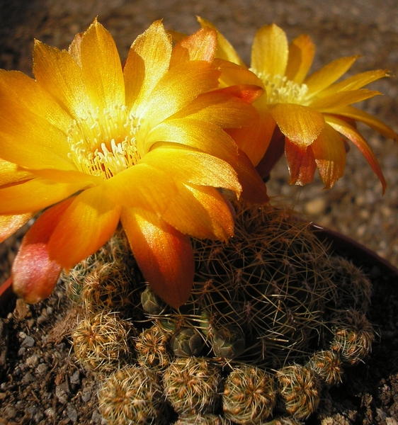 rebutia verticillacanta.v.auriflora