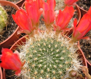 rebutia.carmicfilamentosa