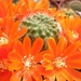 rebutia.fusca