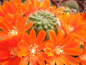 rebutia.fusca