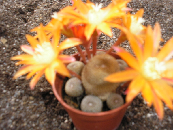 rebutia.heliosa