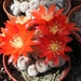 rebutia.heliosa.v.condorensis.  2