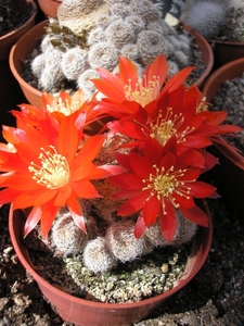 rebutia.heliosa.v.condorensis.  2