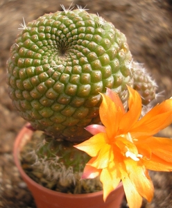 rebutia.krainziana-doornloos