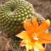 rebutia.kraniziana-doornloos.  2