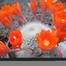 rebutia.minuscula (nivosa )