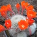 rebutia.minuscula (nivosa ).  2