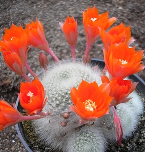 rebutia.minuscula (nivosa ).  2