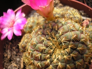 rebutia.rauchi-geelbed