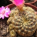 rebutia.rauchii  yellow.  2