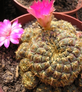 rebutia.rauchii  yellow.  2