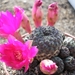 rebutia.rauschii-dark