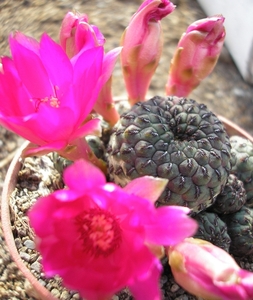 rebutia.rauschii-dark  . 2