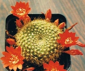 rebutia.seniles.v.kossovianus