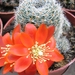 rebutia.sp. gv 55-