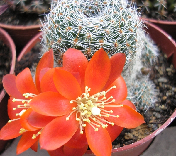 rebutia.sp. gv 55-