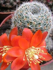 rebutia.sp. gv 55-.  2