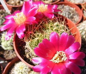 sulcorebutia   hoffmanniana