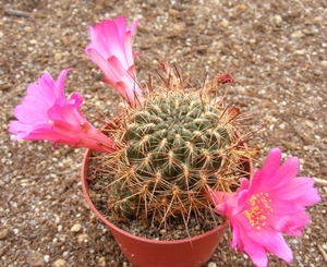 sulcorebutia  traquensis. v . aquilarii