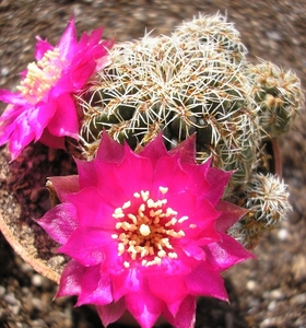 sulcorebutia zavaletae. 2