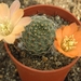 rebutia  haagei . v . nuoansis  wr 689