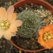 rebutia  haagei . v . nuoansis  wr 689.                          