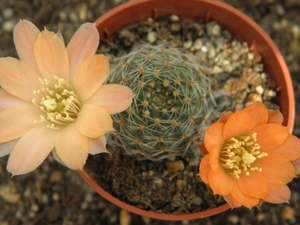 rebutia  haagei . v . nuoansis  wr 689.                          