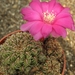 sulcorebutia  zavaletae