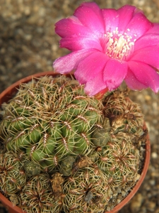 sulcorebutia  zavaletae.                                         