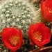 rebutia fiebrigii  fr 84