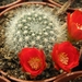 rebutia fiebrigii  fr 84.                                        