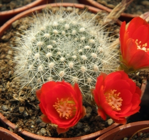 rebutia fiebrigii  fr 84.                                        