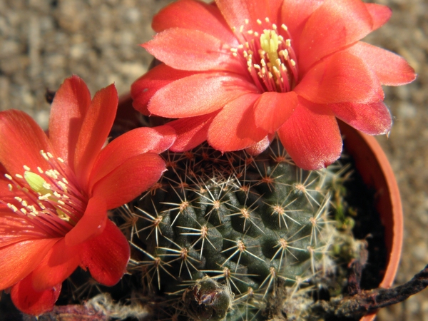 rebutia  eos  r 300