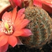 rebutia  rosdaliflora  fr 1115                            1