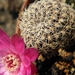 rebutia breviflora   l 314                                       