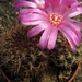 sulcorebutia   cylindra   hs 44 A