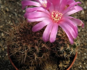 sulcorebutia   cylindra   hs 44 A