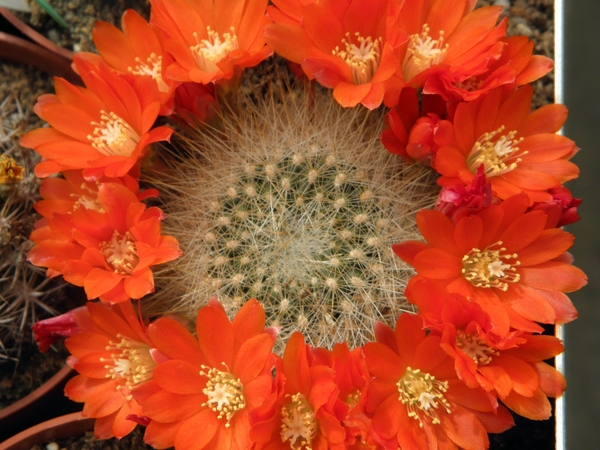 sulcorebutia  cylinra  .v. cruensis  l 337.                      